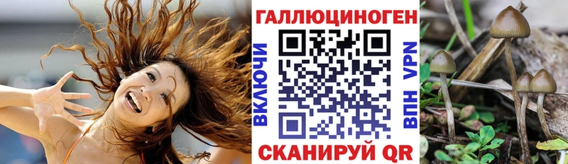 Купить  Закаменск  Псилоцибиновые грибы Psilocybe 